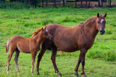 Anne At ve Tay, yemyeşil otlakta otluyor. Kırsal kesimde Genç Tayı ile Güzel Kestane Mare