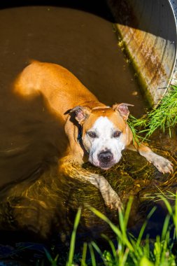 Wilderness Deresi 'ni keşfeden Sadık Arkadaş. Amerikan Staffordshire Teriyeri Yosun tutmuş sularda geziniyor açık hava macerası sırasında