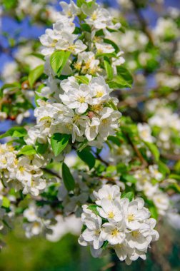 Paris 'teki Full Spring Bloom' da Beyaz Elma Çiçeği şubesi. Sarı Stamens ve Parlak Yeşil Yapraklı Zarif Süslü Yaban Elması Çiçekleri