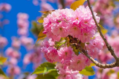 Fransa 'nın başkenti Paris' te Pembe Kiraz Çiçekleri Mavi Bahar Gökyüzüne Karşı. Japon Sakura Ağacı 'nın Tam Çiçek Altında Yumuşak Odaklı Arkaplanı
