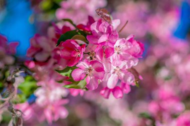 Parisli Bahar Bahçesi 'nde canlı Pembe Çatlak Çiçekleri. Güzel makro fotoğraf, mavi gökyüzüne yumuşak bokeh etkisi ile Malus ağacının narin dallarını yakalar..