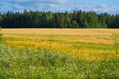 Mavi Gök Altında Lush Ormanı ile çevrili Altın Buğday Tarlası. Manzaralı Kırsal Manzara Tarımsal Güzellik ve Doğal Uyum Gösterimi