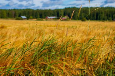 Summer landscape of Finnish barley field with red farm buildings nestled against a forest. Idyllic agricultural scene capturing the essence of Scandinavian rural life and farming tradition clipart