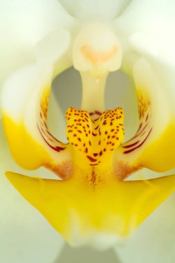 Beyaz Orkide 'nin Makro Fotoğrafları Sarı Benekli Şablon Gösteriyor. Phalaenopsis Orkide 'nin Yakın plan Detayları Doğanın Karmaşık Tasarımı