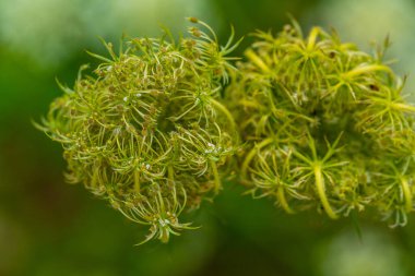 Detailed Close-up of Queen Anne's Lace Transforming from Flower to Seed Head in Vibrant Green. Natural Macro Shot of Wild Carrot Plant's Intricate Bird's Nest Formation clipart