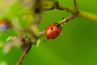 Yeşil Bitki Şubesi 'nde Kırmızı Uğurböceği Macro Fotoğrafçılığı. Doğal Bahçe Ortamı 'nda Yedi Benekli Uğur Böceği Detaylı Böceği Yakından Gösteriyor