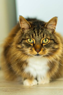 Beautiful Cat with Striking Green Eyes in Close-up Portrait. Majestic Long-haired Tabby Cat with White Chest showing Intense Feline Gaze