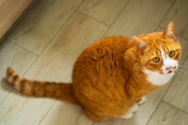 Beyaz İşaretli Sevimli Kızıl Kedi Doğal Işıkta Bir Yerde Uyarıldı. İfade Eden Yeşil Gözlü Güzel Turuncu Tekir Ev Ayarlarında Klasik Kedi Kişiliğini Gösteriyor