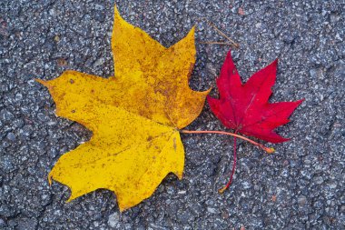 Canlı Sarı Akçaağaç Yaprakları Karanlık Asfalt Arkaplan 'da. Dramatik Sonbahar Renkleri Doğanın Sonbahar Karşıtlığını Gösteriyor.