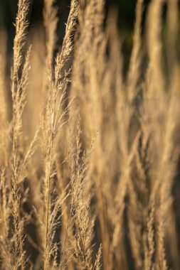 Yumuşak Akşam Işığında Altın Çimen Sallanıyor. Doğal Çayır Çimeni Saha Sığ Derinliği Düşsel Botanik Arkaplan Oluşturan Yakın plan