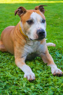 Görkemli Amerikan Staffordshire Teriyeri Sarı Yakalı Taze Bahar Çimenlerinde Yatıyor: Güçlü ve Nazikliğin Mükemmel Portresi