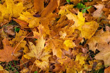 Altın Akçaağaç Yaprakları Sonbahar sezonunda Yere Saçıldı. Sarı ve kahverengi akçaağaç yapraklı doğal sonbahar arkaplanı.
