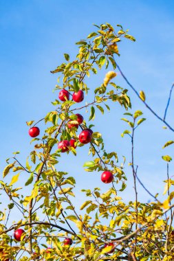 Olgun Kırmızı Elmalar Parlak Mavi Sonbahar Gökyüzüne karşı Sarı-Yeşil Yapraklarla Ağaçta Büyüyorlar. Güzel Doğal Taze Organik Meyve Sahnesi Sonbaharda Hasata Hazır