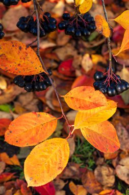 Olgun Aronia Böğürtlen Dalı Ekim 'de Sersemletici Sonbahar Yaprakları ile. Mevsimsel Dönüşüm Gösteren Koyu Meyveler ve Altın Sonbahar Yeşilleri 'nin Dramatik Doğal Bileşimi