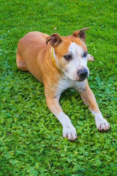 Yeşil Çimenli Güzel Amerikan Staffordshire Teriyeri. Dost Canlısı Amstaff Köpeğinin Portresi Klasik Bronzlaşma ve Açık Hava Dekorasyonunda Beyaz Renkleri Gösteriyor