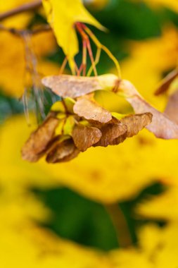 Dried Maple Tree Helicopter Seeds Against Blurred Yellow Autumn Background. Close-up macro photograph of brown maple Samaras with the natural fall foliage bokeh. clipart