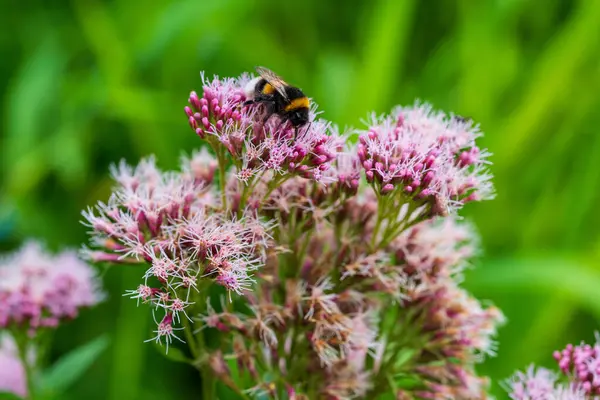 Yaz Bahçesi 'nde Bumblebee Tozlaştıran Pembe Joe Pye Weed' in (Eupatorium purpureum) yakın çekimi. Doğal Makro Fotoğraf: Yaban Arısı Yeşile Karşı Çiçek Bitkisi.