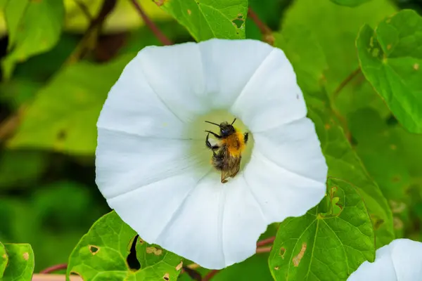 Çalışkan Bumblebee Derin Bir Beyaz Sabah Zaferi Çiçeği Yaz Sabahında. Çarpıcı Doğa Fotoğrafları Çiçek ve Arının Detaylı Özelliklerinin Mükemmel Simetrisini Gösteriyor