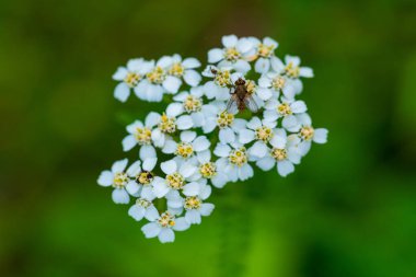 Small Fly Resting on Delicate White Yarrow Flower Cluster Against Green Background. Macro Photography of Achillea Millefolium Bloom Showing Intricate Floral Pattern with Insect Visitor clipart