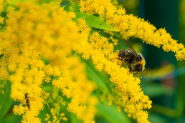 Yaban Arısı Yeşil Arkaplan Karşısında Parlak Altın Çubuk Çiçeği Arıyor. Bahçe Ayarlarında Doğal Tozlaşma Sürecini Gösteren Yakın Çekim Vahşi Yaşam Fotoğrafçılığı.