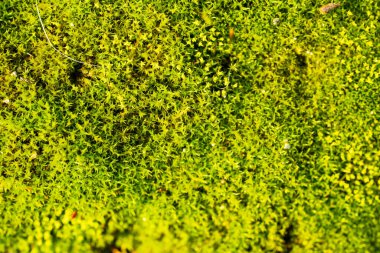 Parlak Yeşil Yıldız Yosun Makro Fotoğrafları Orman Zemininde Doğal Şablon Oluşturuyor. Taze Orman Yosun Dokusunun Detaylı Doğası Canlı Bahar Renklerinde Küçük Yıldız Şekilli Yaprakları Gösteriyor