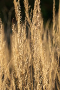 Golden Wild Grass Stems. Doğal ortamdaki sıcak akşam güneşi ile aydınlanıyor. Kurumuş Çayır Çimeninin Yumuşak Odaklı Ruhsal Doğa Fotoğrafı Huzurlu Sonbahar Atmosferi Oluşturuyor
