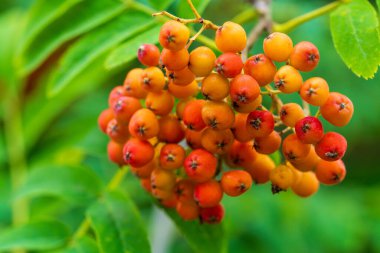 Yeşil arka planlı bir ağaç dalında portakaldan kırmızıya olgunlaşan yabani yaban mersini. Doğada mevsimsel dönüşümü gösteren kül meyvelerinin makro görüntüsü