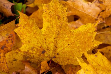 Vibrant Yellow Maple Leaf Detail with Natural Autumn Textures and Patterns. Seasonal Close-up Nature Photography of Single Fall Leaf with Golden Hues clipart