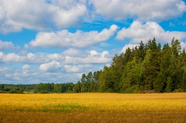 Fin çam ormanlarına karşı dramatik yaz gökyüzünün altında altın buğday tarlası. Kırsal İskandinav manzarası, tarım düzlükleriyle sık ağaçlık alanlar arasındaki zıtlığı gözler önüne seriyor