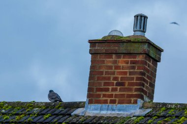 Geleneksel British Brick Chimney with Pigeon on Mossy Roof Against Blue Sky. Klasik İngiliz konut mimarisi. Üzerinde kırmızı tuğla yığını ve yıpranmış fayansların üzerine tünemiş bir kuş var.