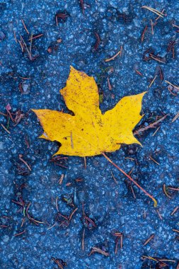 Parlak Sarı Akçaağaç Yaprağı 'nın Güzel Sonbahar Fotoğrafı. Sanatsal Sonbahar Doğa Bileşimi Mavi Yüzeye Karşı Altın Yaprak.