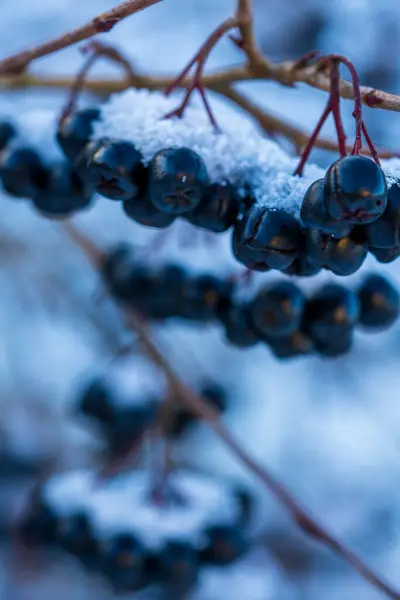 Makro fotoğrafçılıkta kış dallarında karla kaplı böğürtlen. Donmuş Aronia üzümleri ve taze kar taneleri bulanık mavi bir arka plana karşı doğal ışık altında yakalandı.