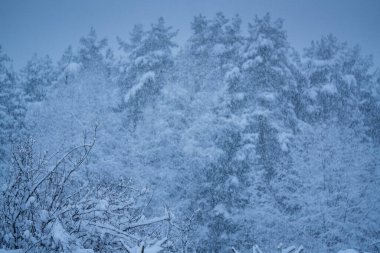 Kış ormanlarında şiddetli kar yağışı İskandinav kar fırtınası sırasında gizemli mavi bir atmosfer yaratır. Hassas karla kaplı dallar bu ruhani kış manzarasını alacakaranlıkla donatır.