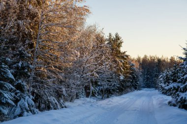 Sıcak akşam güneşiyle yıkanan karlı orman yolu büyüleyici bir kış manzarası yaratır. Karla kaplı ağaçların doğal bir kemer oluşturduğu mükemmel bir kış harikalar diyarı.