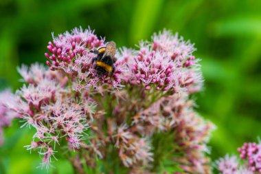 Yaz Bahçesi 'nde Bumblebee Tozlaştıran Pembe Joe Pye Weed' in (Eupatorium purpureum) yakın çekimi. Doğal Makro Fotoğraf: Yaban Arısı Yeşile Karşı Çiçek Bitkisi.