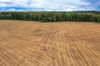 Finlandiya 'nın kırsal kesimindeki Yoğun İskandinav Ormanıyla çevrelenmiş Buğday Tarlası Havadan Görünümü. Geniş Tarım Arazisi ve Kozalaklı Ağaç Çizgisi Üzerinde Dramatik Bulutlu Gökyüzü Görünüyor