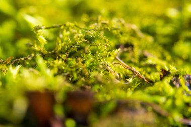 Doğal Yaşam Alanında Kırılgan Taze Yeşil Yosun 'un yakın çekimi. Makro görüntü, orman zemininde yetişen bu ilkel bitkinin gür dokusunu ve canlı rengini yakalar.