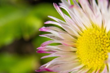 İngiliz Daisy 'nin Macro Fotoğrafları Pembe uçlu Beyaz Yapraklar ve Sarı Merkez. Bellis Perennis çiçeğinin, yumuşak yeşil arka planda narin ışın çiçeklerini gösteren yakın plan ayrıntıları