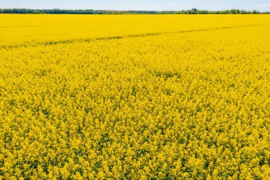 Canlı sarı bir kolza tohumu tarlasının havadan görünüşü. İnsansız hava aracı fotoğrafçılığı, ilkbaharda tarım arazisi boyunca uzanan kanola ekinlerinin nefes kesici genişliğini yakalar.