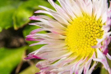 İngiliz Daisy 'nin Macro Fotoğrafları Pembe uçlu Beyaz Yapraklar ve Sarı Merkez. Bellis Perennis çiçeğinin, yumuşak yeşil arka planda narin ışın çiçeklerini gösteren yakın plan ayrıntıları