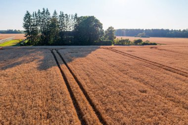 Altın Buğday Tarlası 'nın Traktör İzleri ve Ağaçlar Adası' ndaki hava görüntüsü. Olgun Ekinler, Kozalaklı ve Yaprak Orman Tarlası Tarlalarda Doğal Yaşam Alanı Oluşturan Yaz Kırsal Arazisi