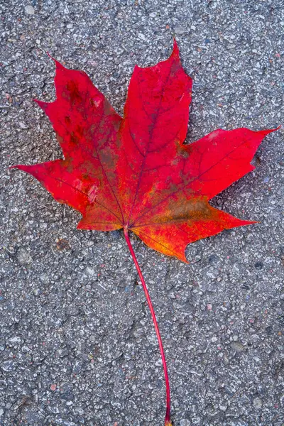 Sonbaharda Turuncu Aksanlı Canlı Kırmızı Akçaağaç Yaprağı Gri Köşke Düştü. Tek Canlı Şeker Akçaağaç Yaprak Gösterimi Klasik Kanada Sembolü Kusursuz Sonbahar Renkleri Dokulu Arkaplana Karşı