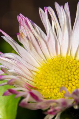 İngiliz Daisy 'nin Macro Fotoğrafları Pembe uçlu Beyaz Yapraklar ve Sarı Merkez. Bellis Perennis çiçeğinin, yumuşak yeşil arka planda narin ışın çiçeklerini gösteren yakın plan ayrıntıları