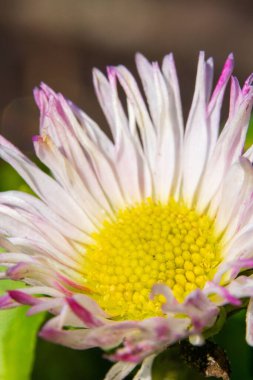 İngiliz Daisy 'nin Macro Fotoğrafları Pembe uçlu Beyaz Yapraklar ve Sarı Merkez. Bellis Perennis çiçeğinin, yumuşak yeşil arka planda narin ışın çiçeklerini gösteren yakın plan ayrıntıları
