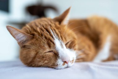 Huzurlu Portakal Kedisi Beyaz Yatak 'ta Uyuyor. Ginger Cat 'in Beyaz İşaretli Yakın Çekim Portresi Konforlu Ev Ortamında Gündüz Uykusunda Serin İfadeyi Gösterir