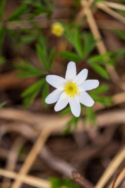 Sarı merkezli narin beyaz ahşap şakayık çiçeği orman zemininde ve yeşil yaprakların arasında çiçek açıyor. Vahşi Anemone Nemorosa 'nın doğal ormanlık doğal yaşam alanına yakın plan bulanıklığı