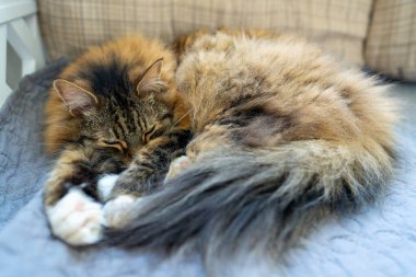 Uzun saçlı, kahverengi tüylü, rahat bir pozisyonda kıvrılmış bir tekir kedi. Yumuşak bir battaniyeye uzanmış doğal güzelliği gösteren huzurlu bir kedi.