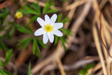 Sarı merkezli narin beyaz ahşap şakayık çiçeği orman zemininin yıkıntıları ve yeşil yaprakların arasında çiçek açıyor. Vahşi Anemone Nemorosa 'nın doğal ormanlık doğal yaşam alanına yakın plan bulanıklığı