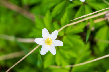 Sarı merkezli narin beyaz ahşap şakayık çiçeği orman zemininin yıkıntıları ve yeşil yaprakların arasında çiçek açıyor. Vahşi Anemone Nemorosa 'nın doğal ormanlık doğal yaşam alanına yakın plan bulanıklığı
