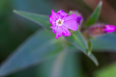 Beyaz merkezli canlı, mor kır çiçekleri açık havada uzanan doğal bir çayırda çiçek açar. Yumuşak odaklı makro fotoğrafçılık, bulanık yeşil bir arka planda hassas taç yaprakları yakalar